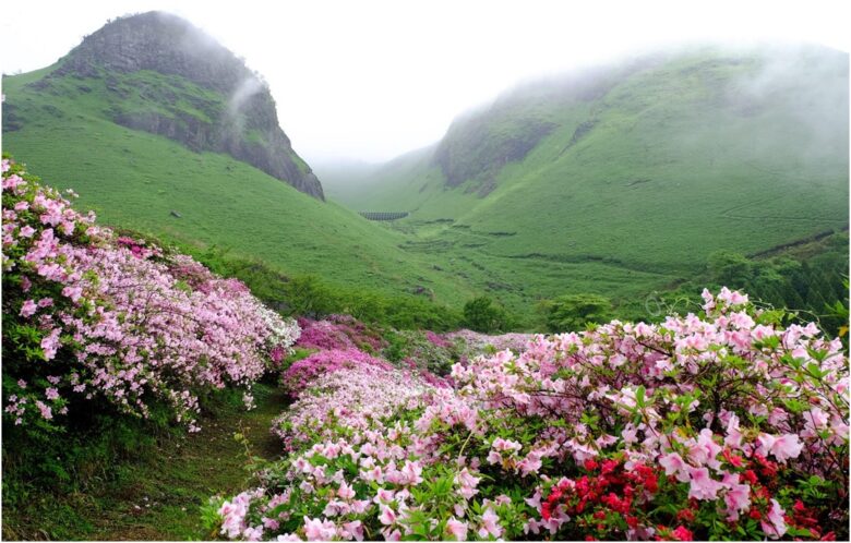 Valley of Flowers Trek - adventure for nature lovers